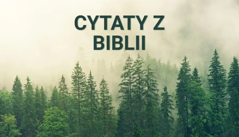 Mglisty las skrywa mądrość. Napis "Cytaty z Biblii" unosi się nad drzewami, zapraszając do refleksji.